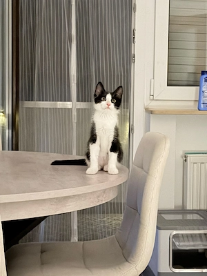 Kitten Kätzchen 
