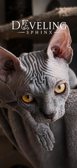 Canadian Sphinx Deckkater 