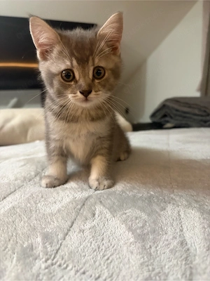 bkh mädchen kitten 14 wochen 