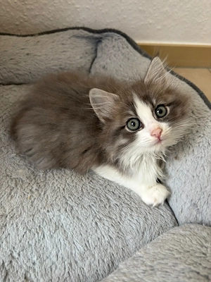 Heilige Birma Perser Mix Kitten Junge 