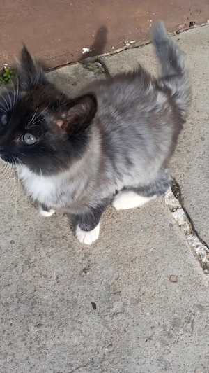  Flauschiger Kater