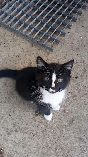 Süßer schwarz-weißer Kater sucht ein liebevolles Zuhause 