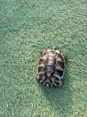 3 breitrandschildkröten zu verkaufen