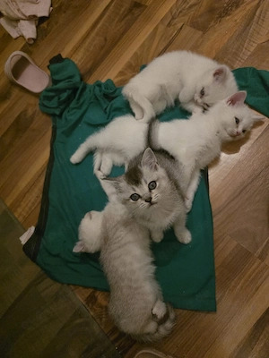 bkh Kitten 