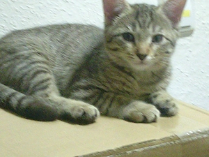 Katzenbabys suchen zu Hause