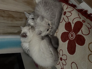 Britische kurzhaarige Katzen 