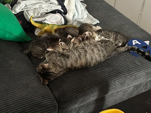 Katzenbabys   Kitten abzugeben