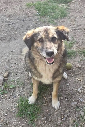 Mortimer - liebenswerter Senior sucht nach einem warmen Körbchen 