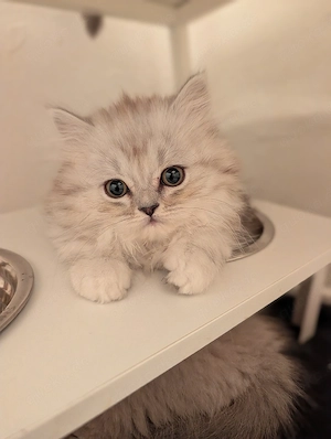 Süßes Blh Kitten sucht ab sofort neues Zuhause