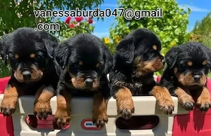 Hochwertige Rottweiler-Welpen zu verkaufen