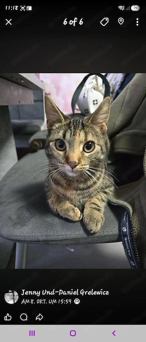 Katze Lili schweren Herzens abzugeben