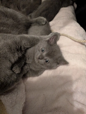 Katzenbabys Kitten British Kurzhaar 