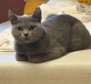 BKH Katze 1 Jahre