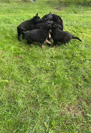 Süße und entzückende Deutsche-Schäferhund-Welpen, die bereit sind, in ein liebevolles und fürsorglic
