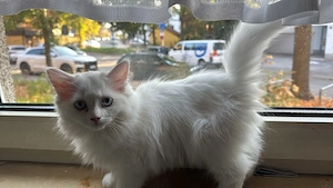 Wunderschönes Britisch Langhaar (BLH) Kitten Weiblich
