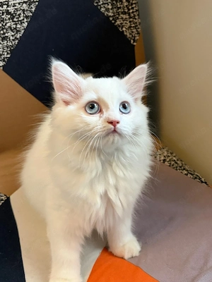 Wunderschönes Britisch Langhaar (BLH) Kitten Weiblich