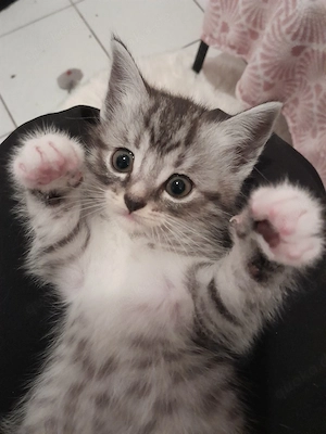 Wunderschöne Baby Katze MIX zu verkaufen 