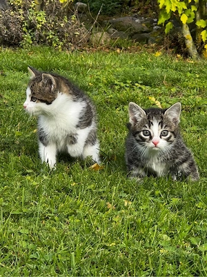 4 kleine Kätzchen abzugeben - Kitten