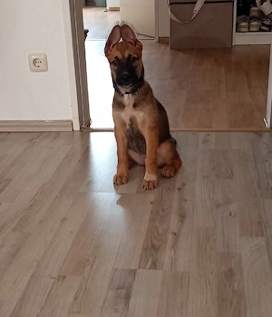 liebevolles zuhause gesucht 