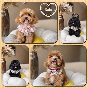 Maltipoo Welpen