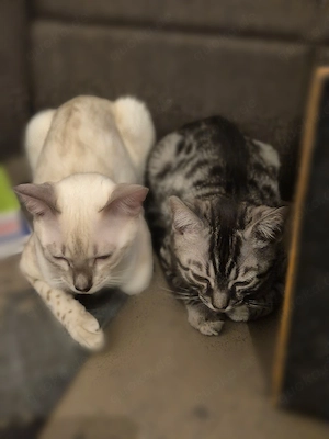 Bengal BKH Kitten