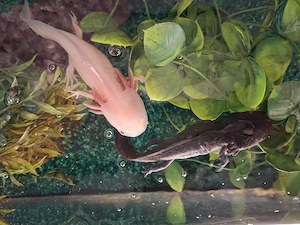 Axolotl zwei Stück 