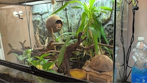 2 Terrarien komplett ausgestattet mit 3 Kornnattern zu verschenken  