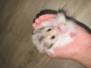 TeddyHamster           