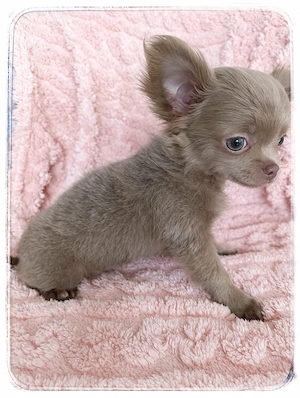 Wunderhübscher Chihuahua Rüde aus seriöser Zucht mit Startpaket