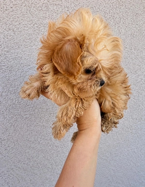 Mini-Mikro-Teacup-Pudel