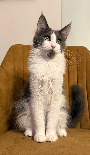 Maine Coon Kater Kitten 