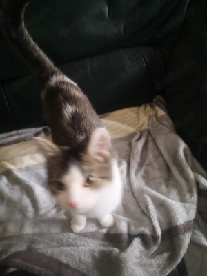 Kleiner Kater zu verschenken 
