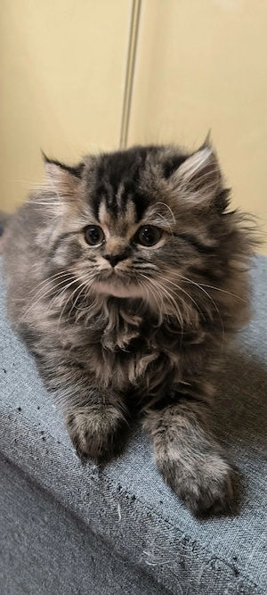 Perser Baby Mädchen