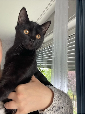  schwarze Kater und Weibchen