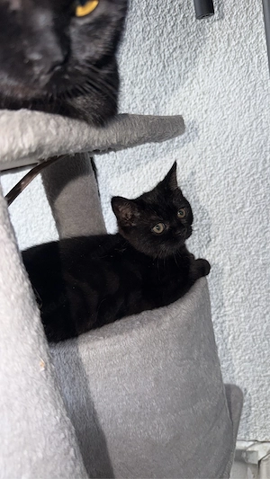 Kitte sucht Zuhause 