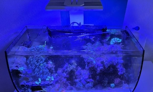 123L Meerwasseraquarium (Komplettset)