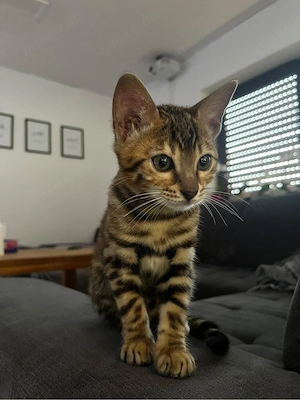Reinrassige Bengal Kitte weiblich