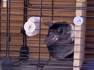 2 Chinchillas (schwarz & grau) mit Zubehör abzugeben