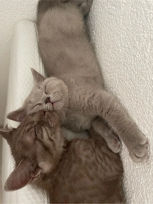 Zwei liebevolle Katzen suchen gemeinsam ein neues Zuhause   