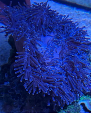 Hallo Meerwasser Anemone groß ca 30 cm lila mit unter stein Koralle mit auch für 80  und 1 Hohlkreu