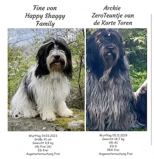 Schapendoes Welpen 