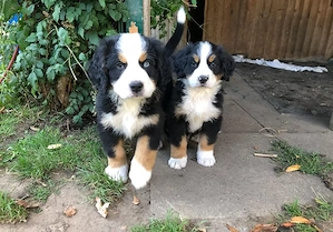 Wunderschöne Berner Sennenhund-Welpen mit Ahnentafel   suchen liebevolles Zuhause