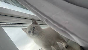 Liebevolle BKH Point Katze Luna sucht ein schönes Zuhause