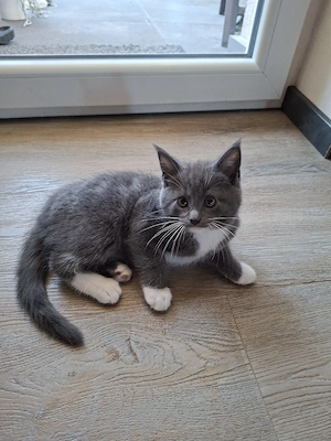 BKH - Maine-Coon Kater