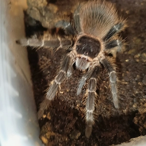 Lasiodora klugi 