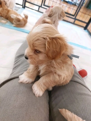 Kleine Maltipoo-Schätze suchen ihre liebevolle Familie!     