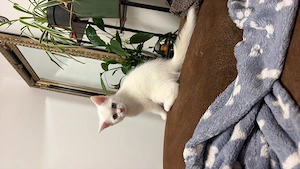 Türkische Angora kitten 