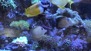 Meerwasserfische abzugeben 