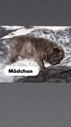 5 wunderschöne französische Bulldoggen 