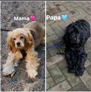 welpen englische cocker spaniel 